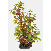 ART PLANT ROTALA ART PLANT ROTALA